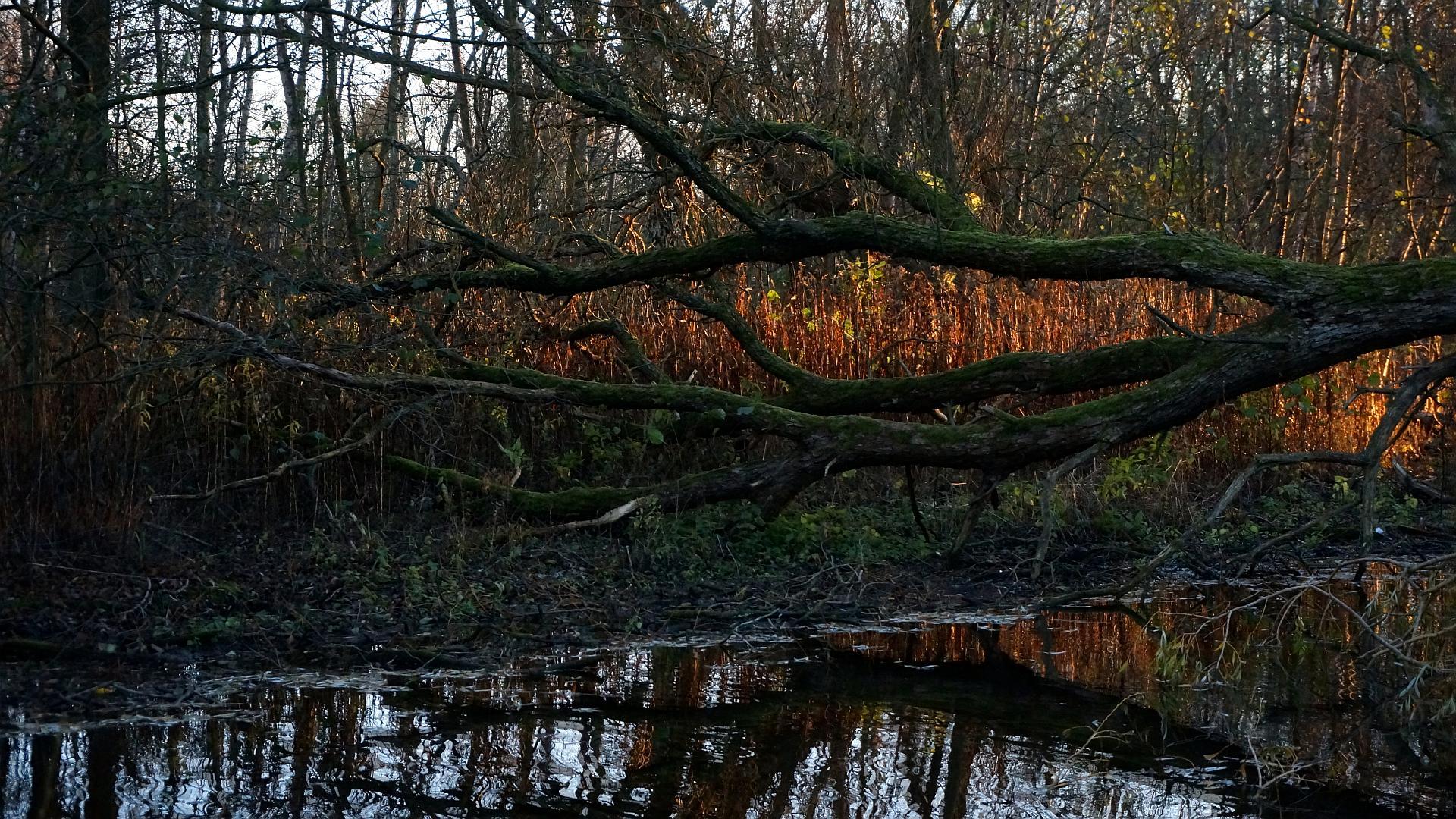 Nymosen, Vangede, Denmark