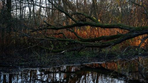 Nymosen, Vangede, Denmark