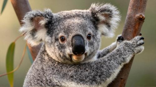 Baby Koala