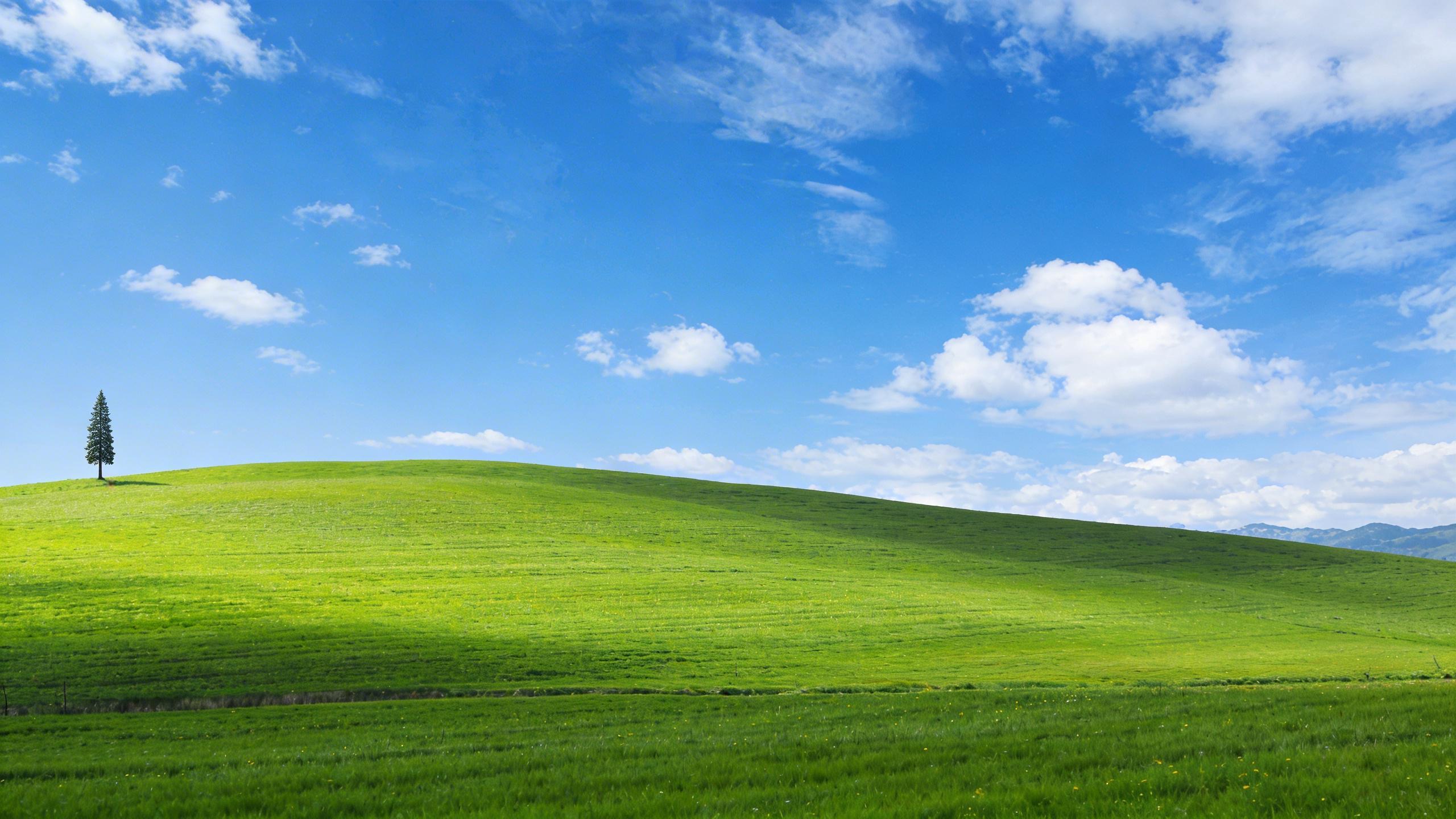 Lone Tree on Blissful Hills