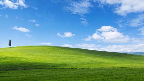 Lone Tree on Blissful Hills
