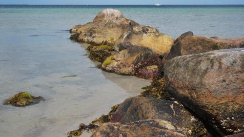 A Hip at Havnsø Strand , Denmark