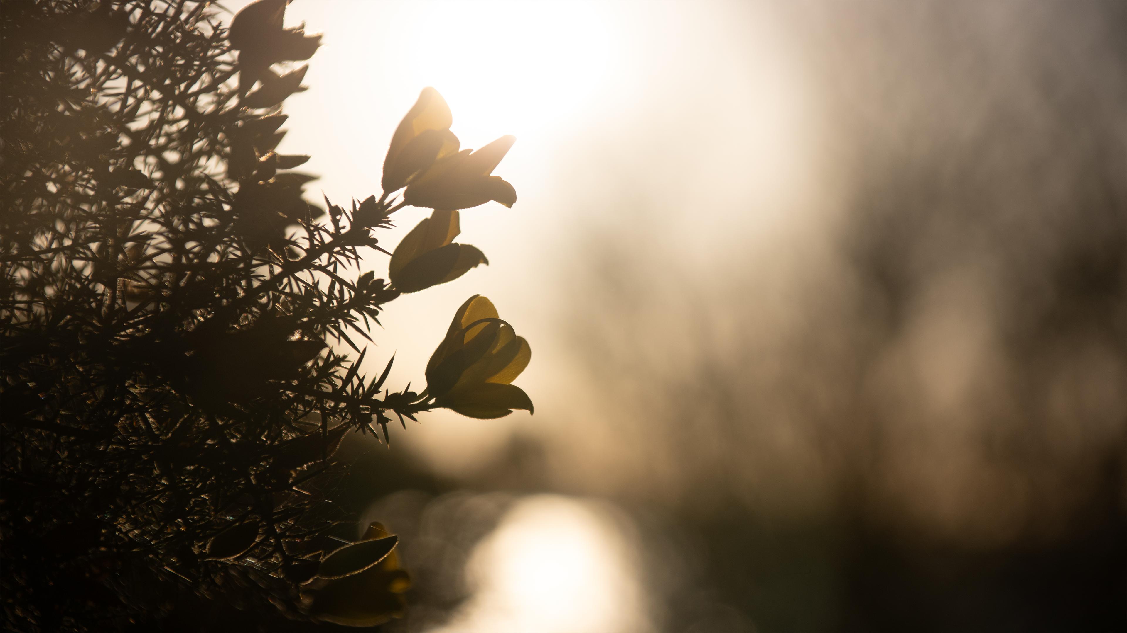 Backlit Gorse Flowers in Warm Sunset Light