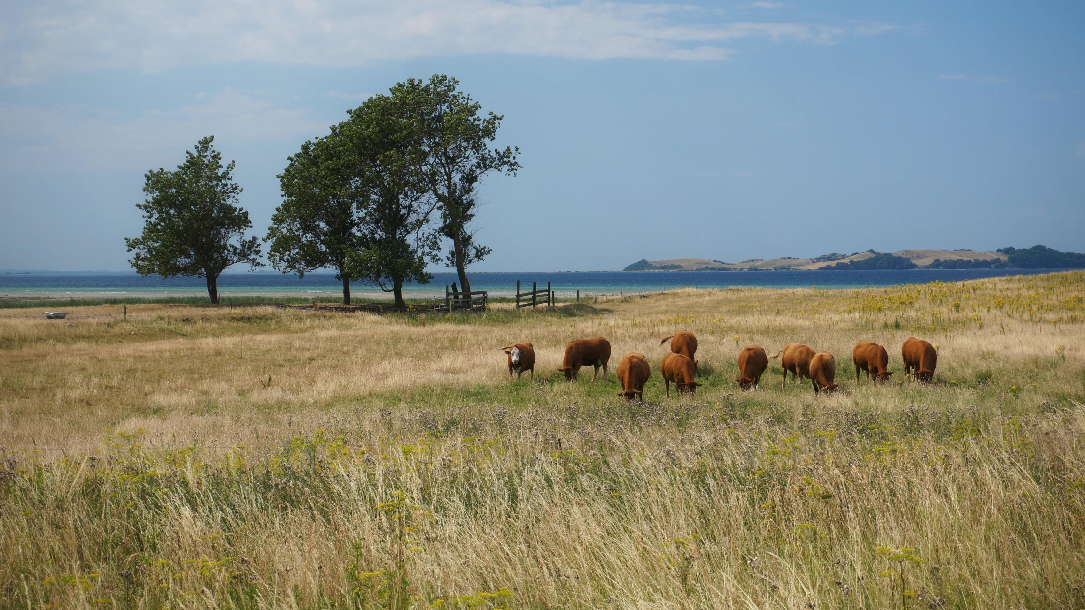 Sanddobberne and Nekselø, Odsherred, Denmark