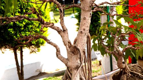 Just a 17-year-old bonsai