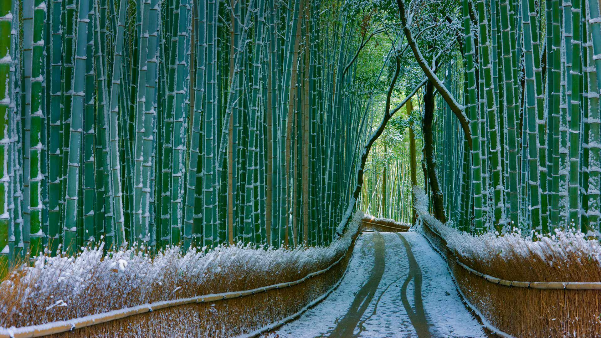 Bamboo Grove, Japan