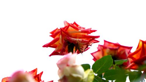 Variegated Hybrid Rose