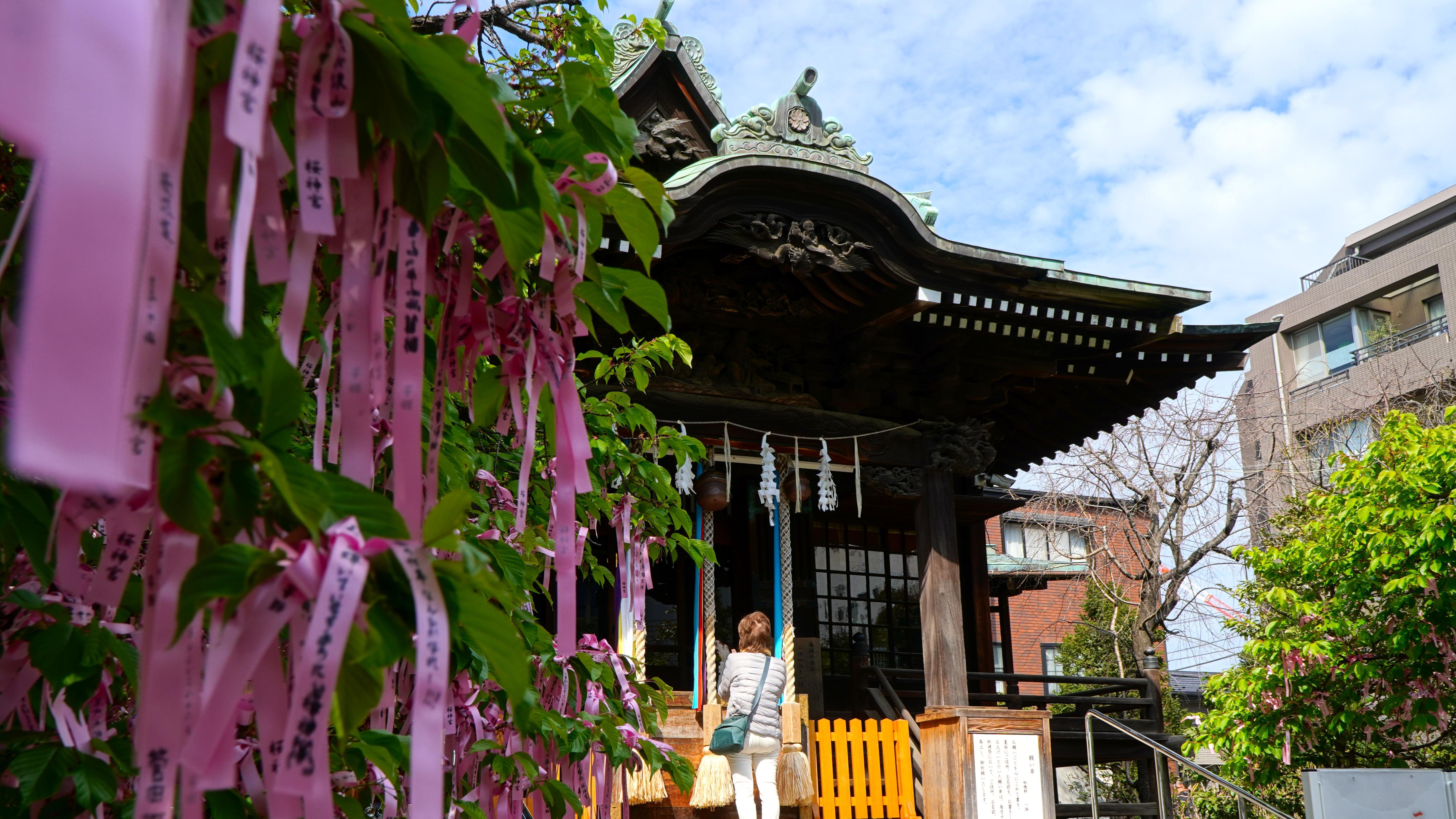 Sakura Shrine @ Tokyo