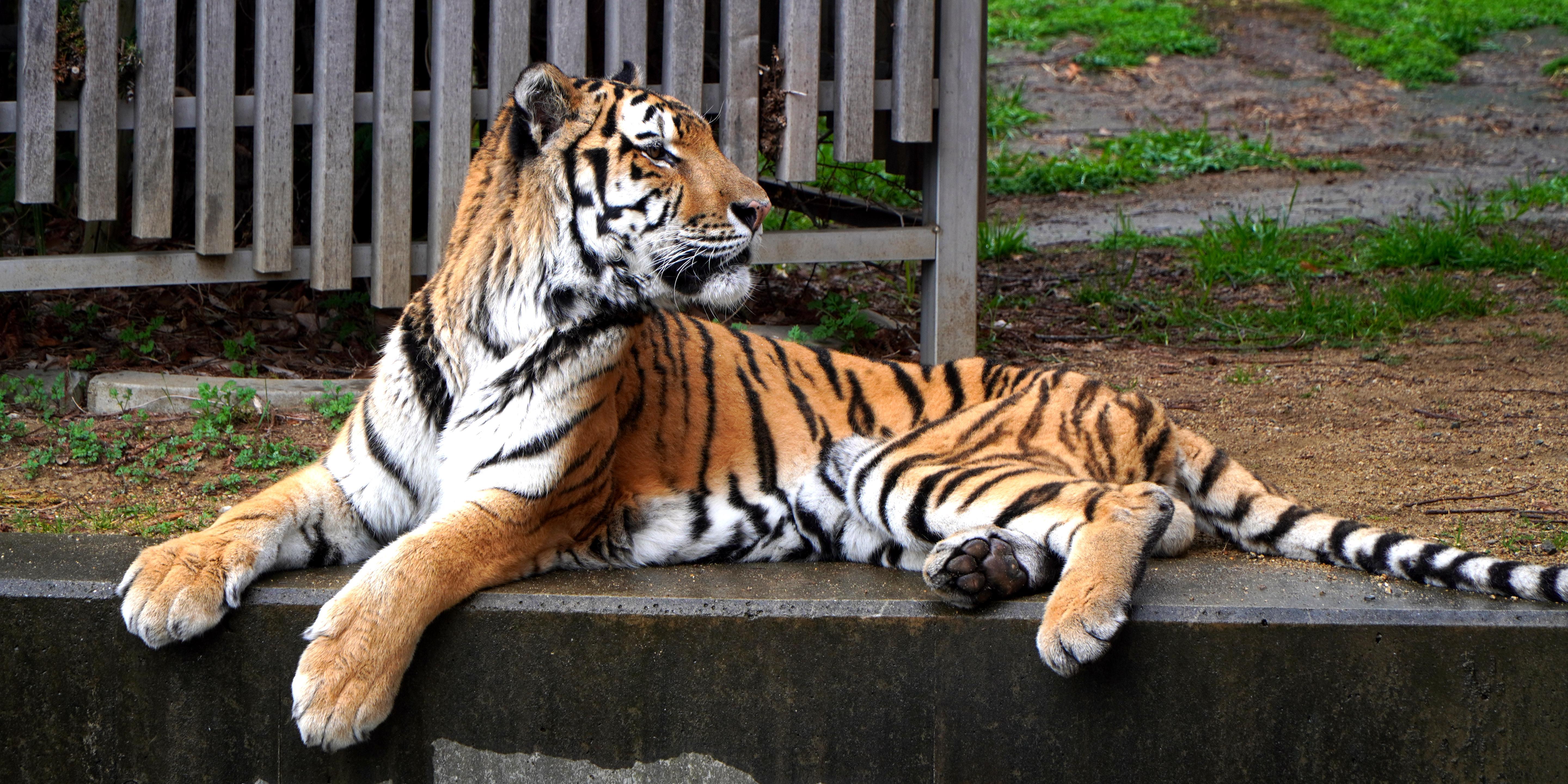Amur Tiger @ Osaka Tennoji Zoo