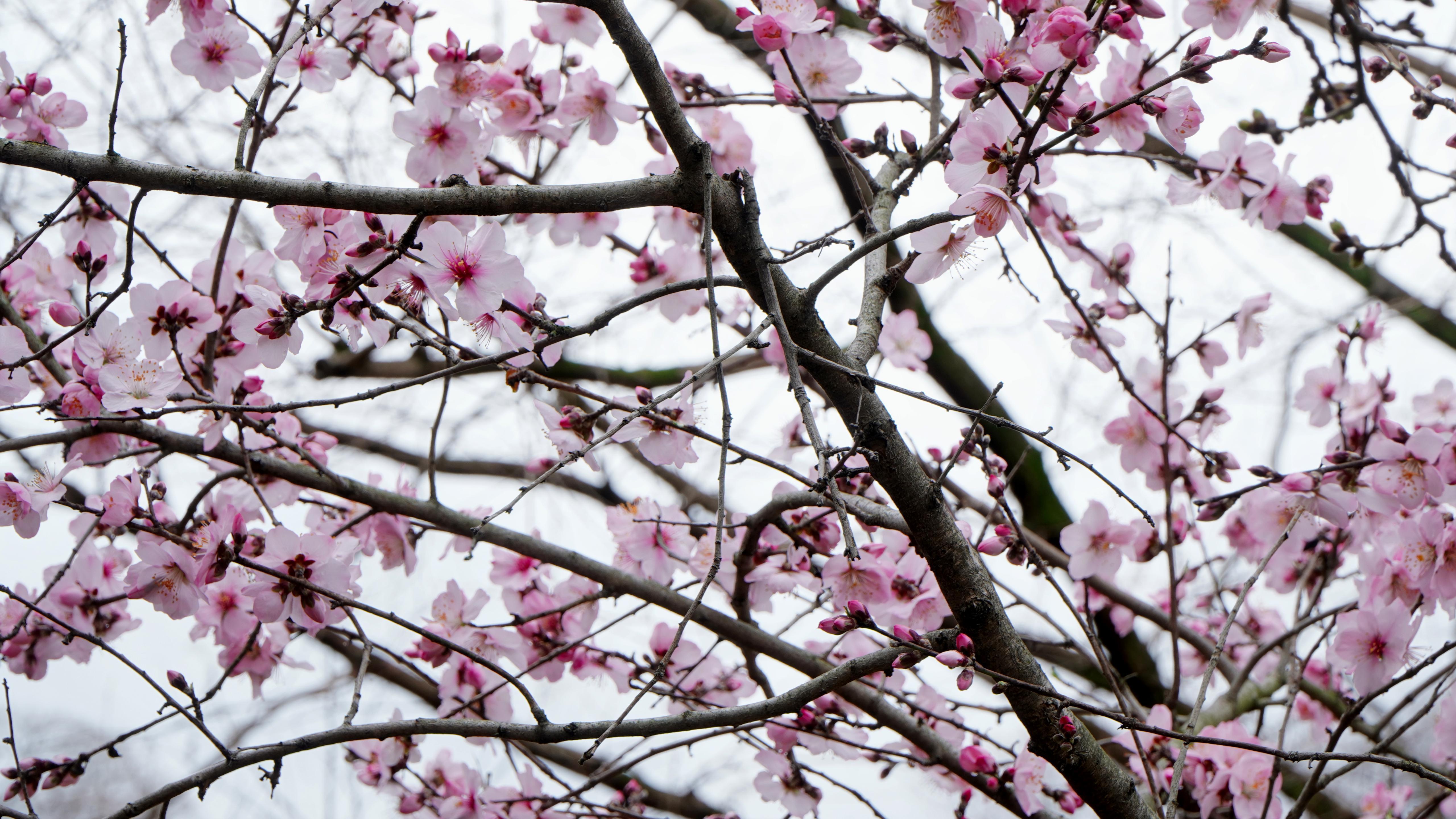 Pink cherry blossom @ Osaka Castle Park