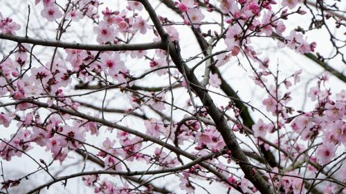 Pink cherry blossom @ Osaka Castle Park