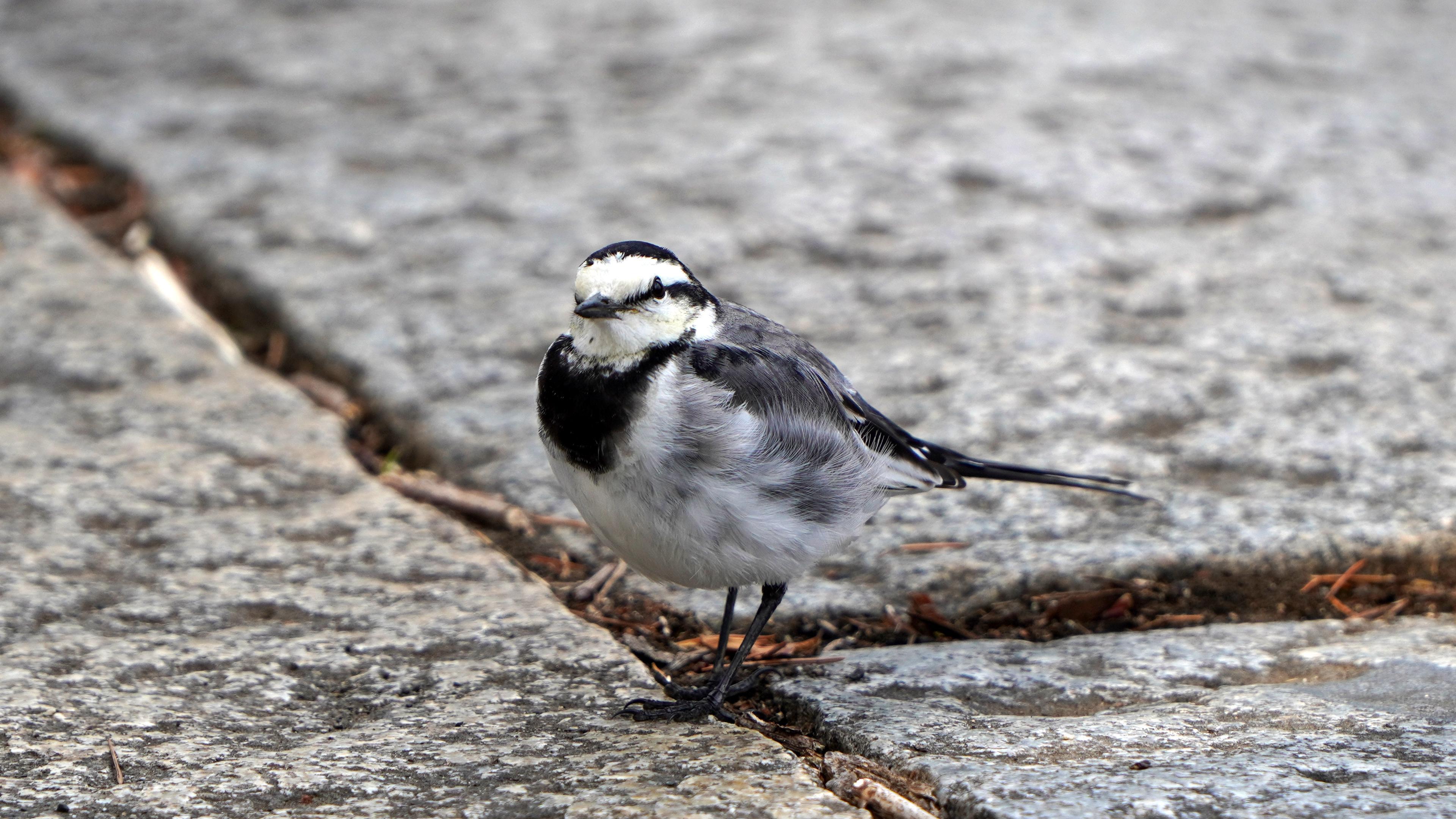 Japanese Wagtail | Shot in Sumpu Castle Park
