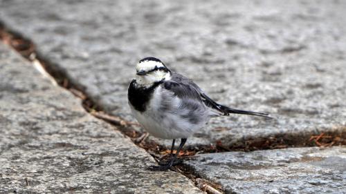 Japanese Wagtail | Shot in Sumpu Castle Park