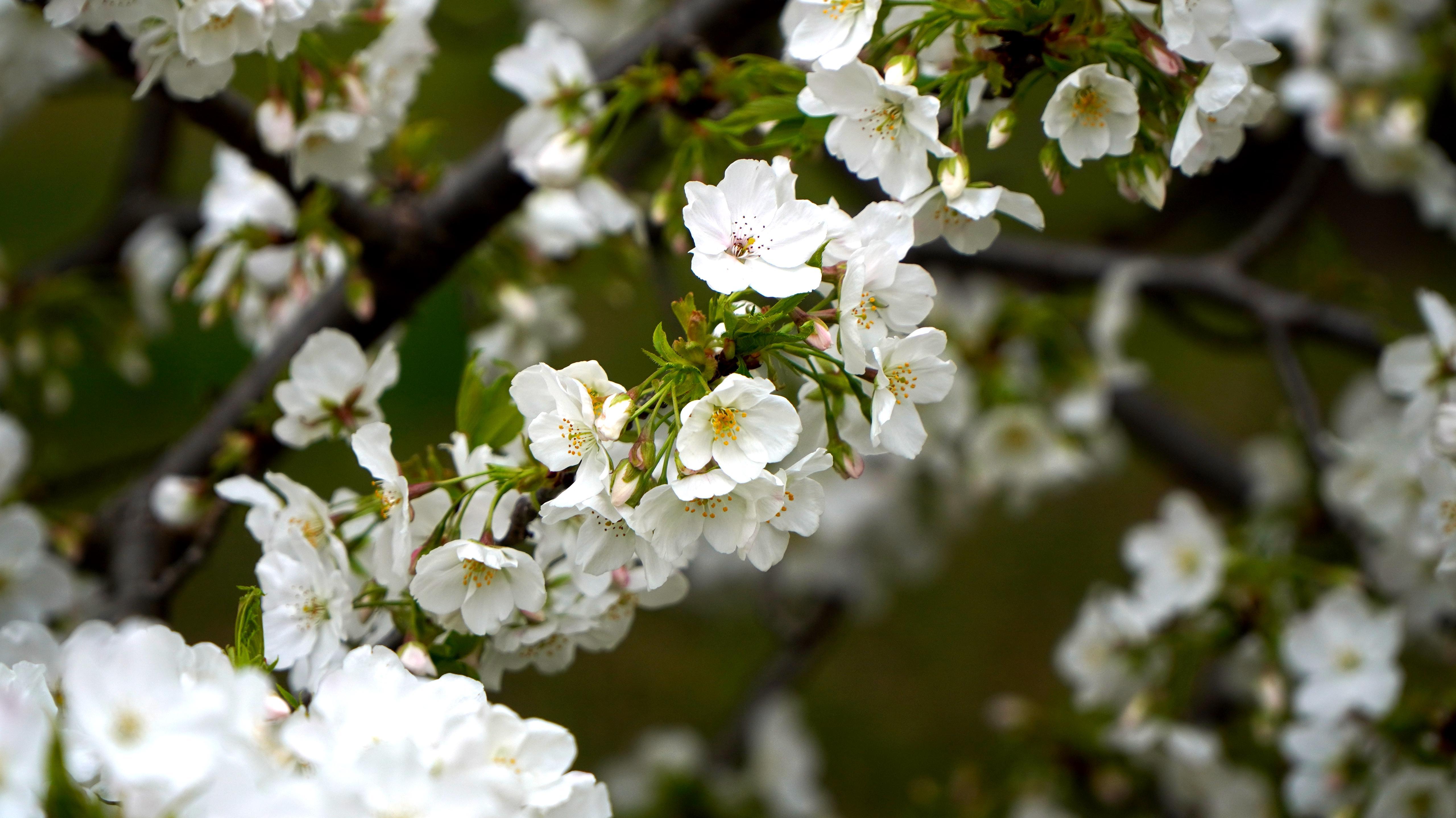 Sakura @ Tokyo Castle