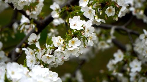 Sakura @ Tokyo Castle