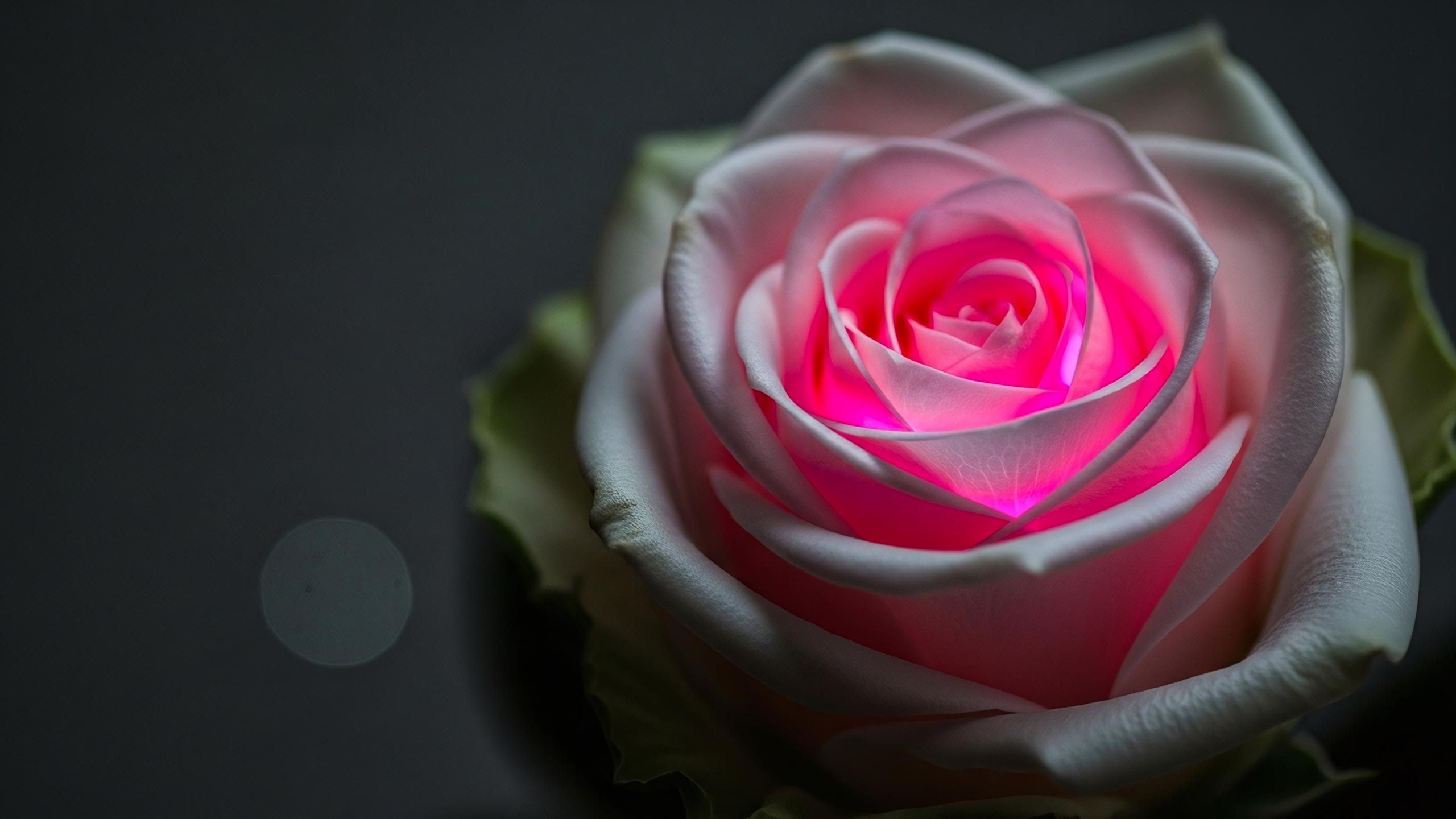 Inner flame of a rose