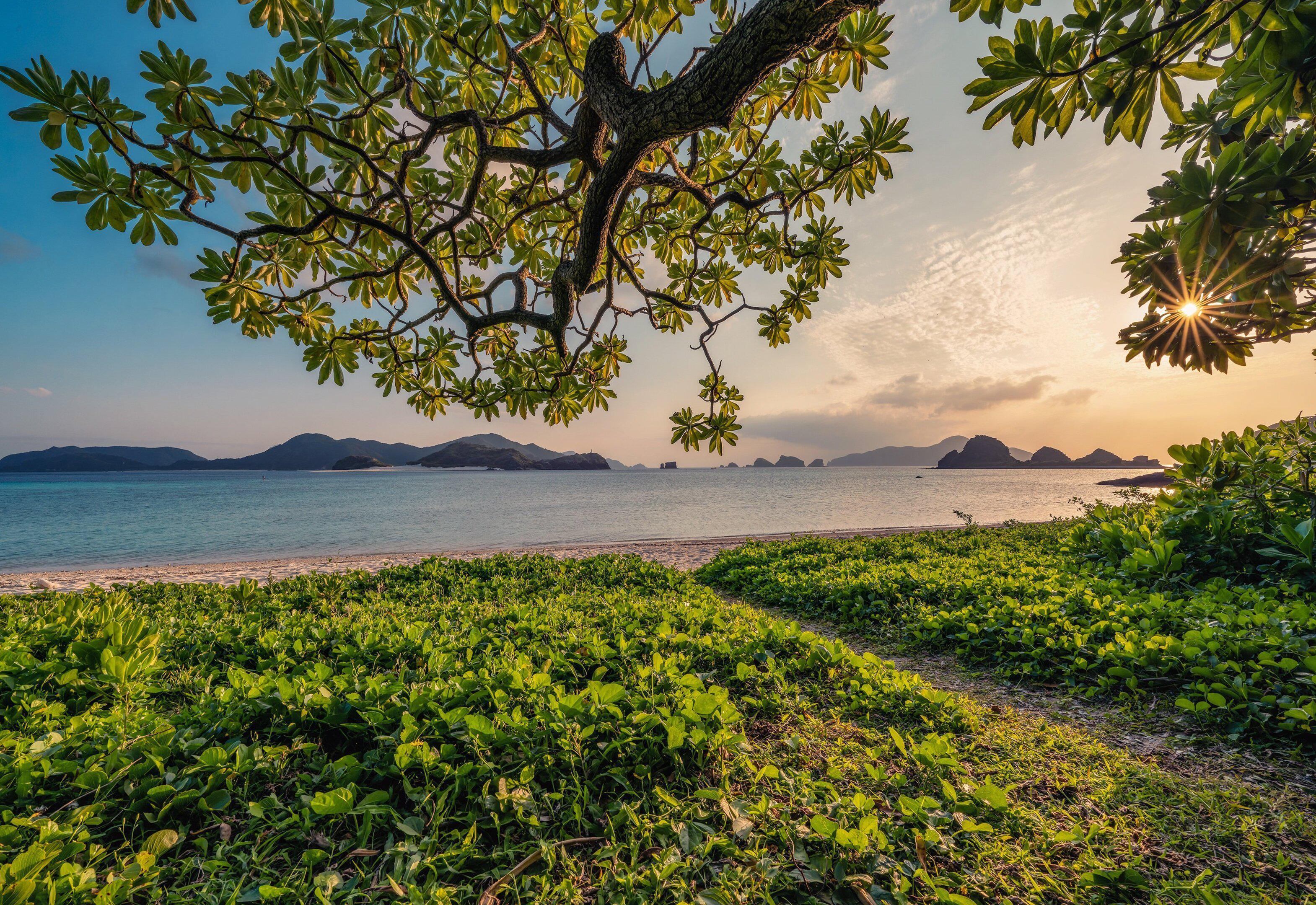 Sunset through the trees, Kerama Islands, Japan