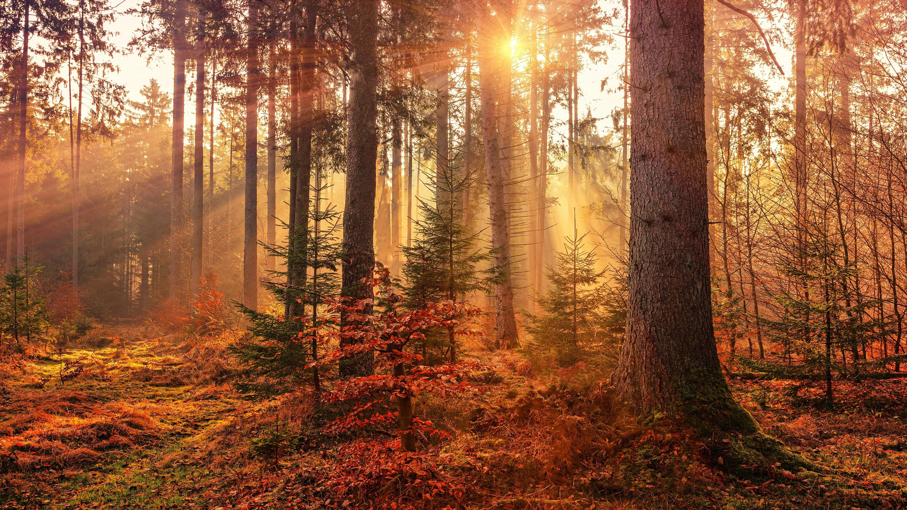 Autumn forest sunrays — when nature becomes a painting