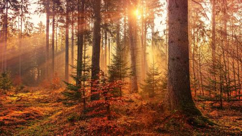 Autumn forest sunrays — when nature becomes a painting
