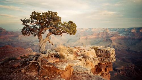 Juniper on The Rim