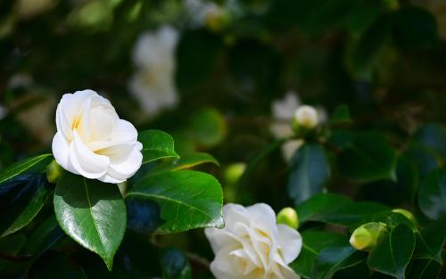 White Camellia