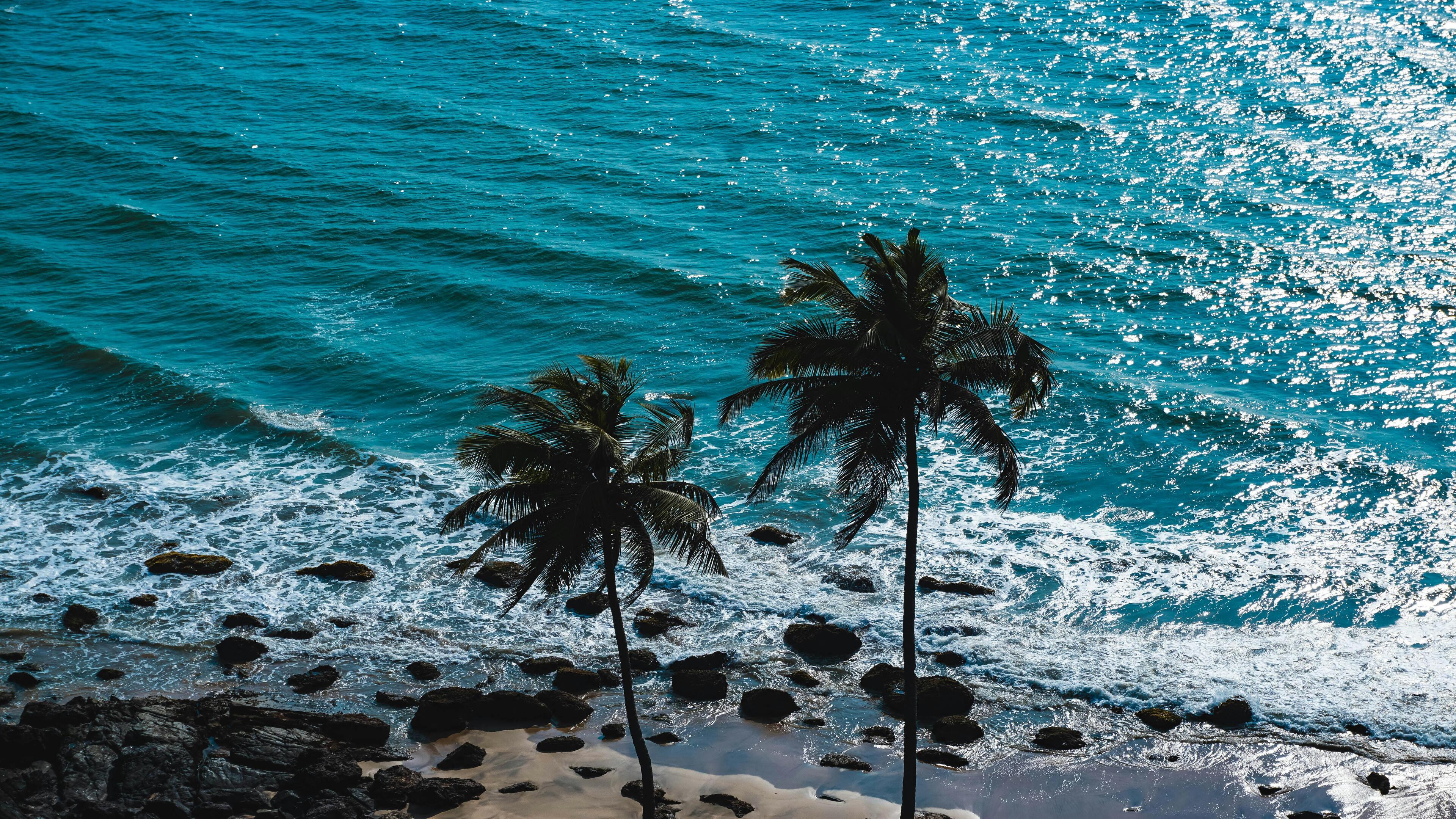 Tropical Beach Wallpaper with Palm Trees &amp; Turquoise Ocean