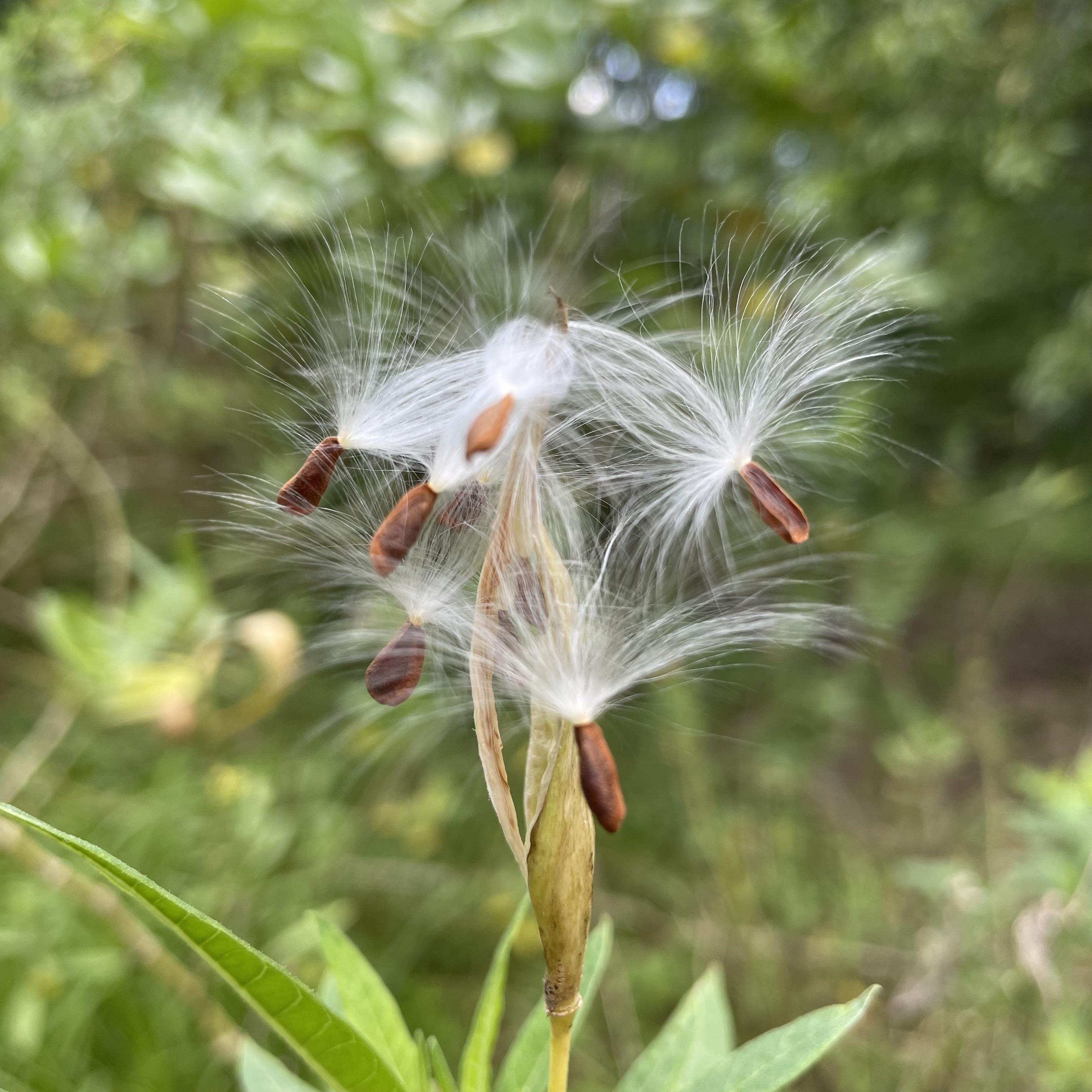 Tropical milkweed  seeds waiting for the wind [OC/]