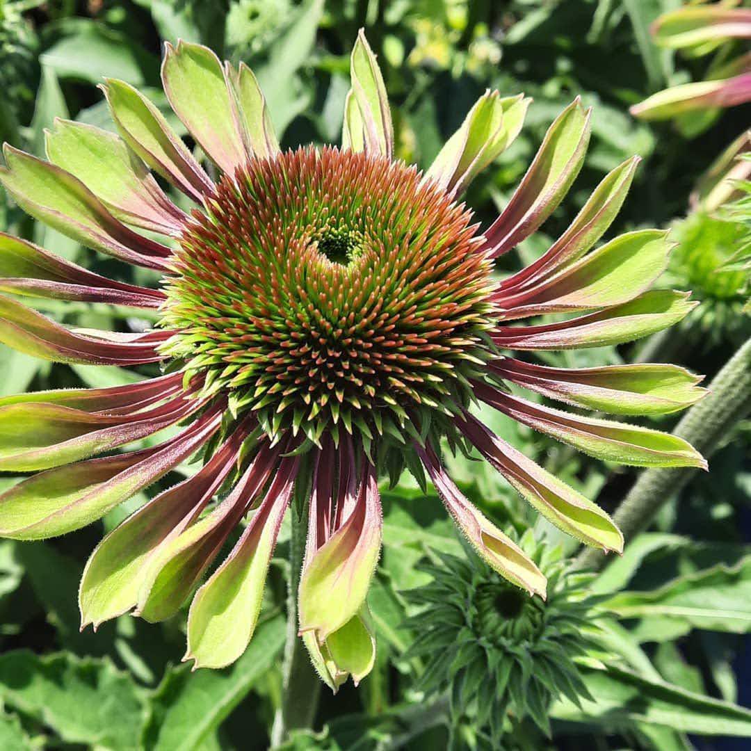 Echinacea purpurea 'Green Twister', Green Twister Cone Flower