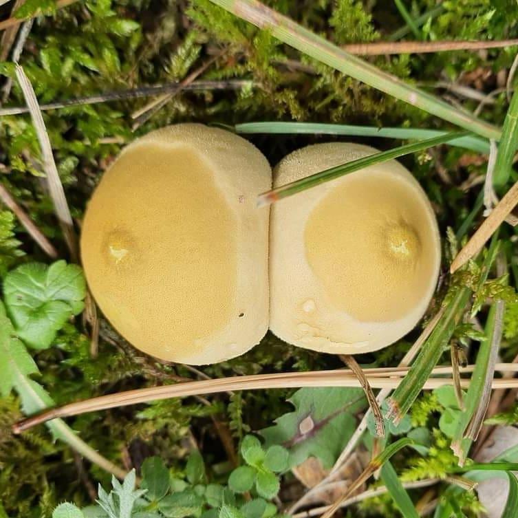 🔥 Mushroom from a Georgian forest