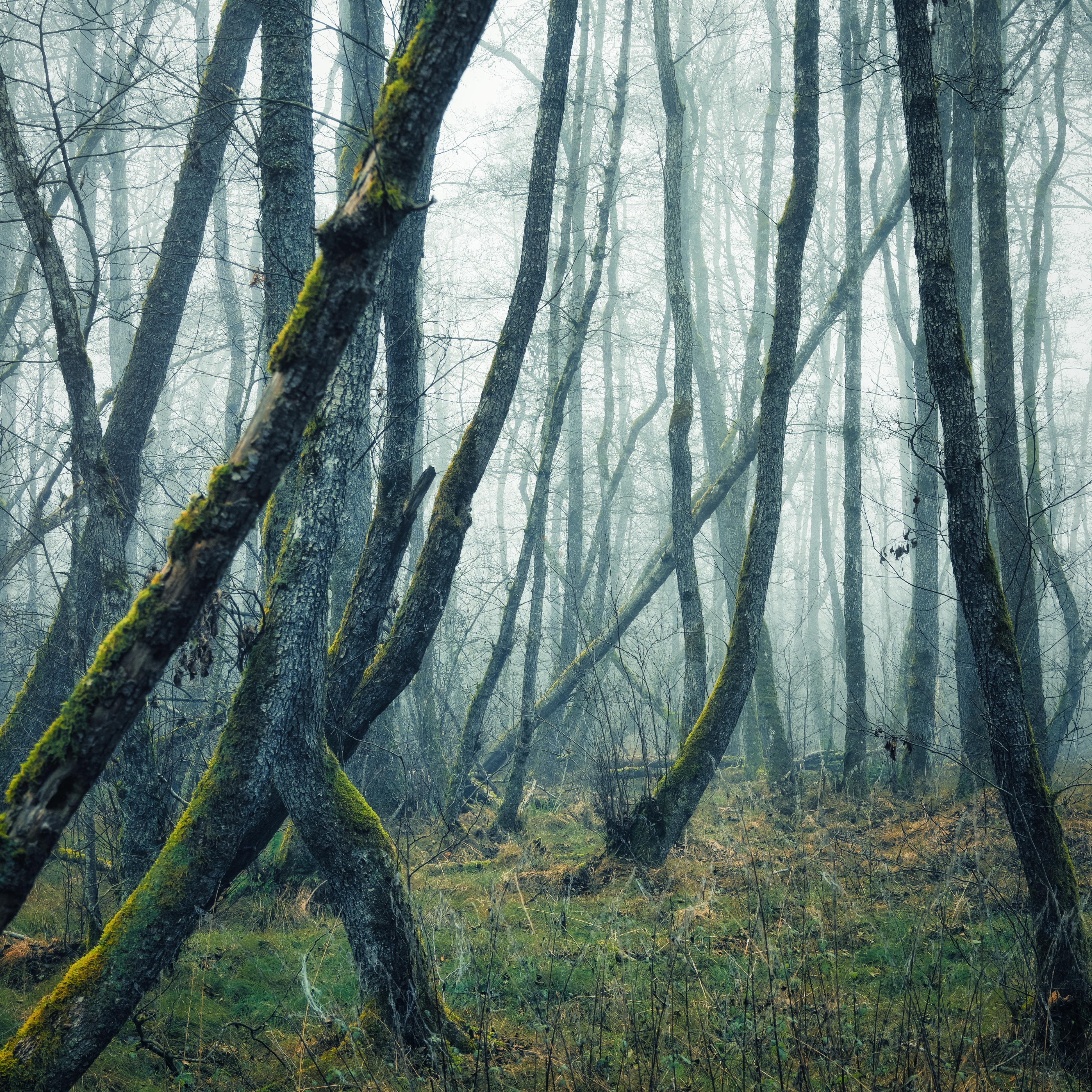 Misty November evening, southern Germany
