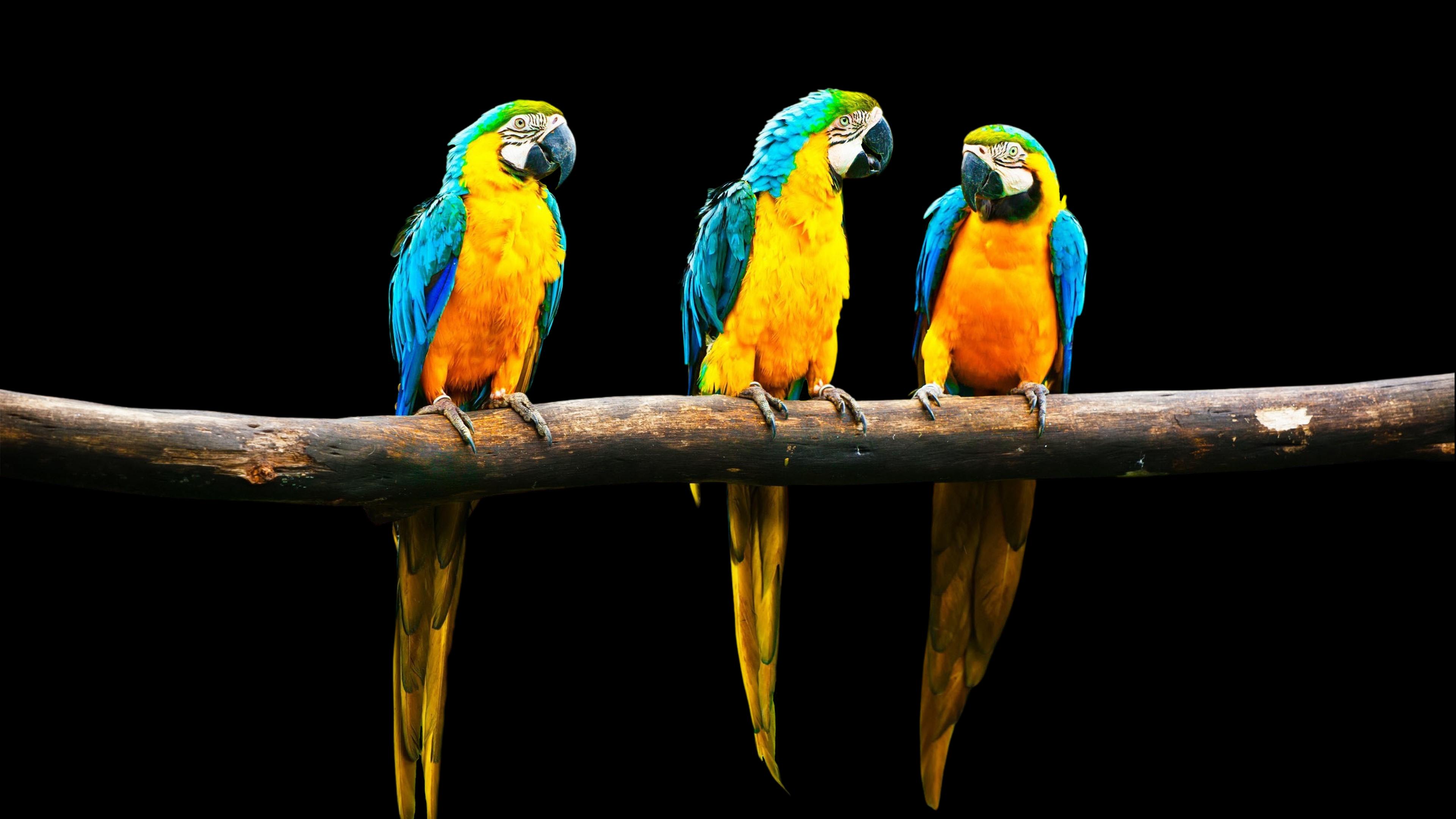 Wallpaper image
