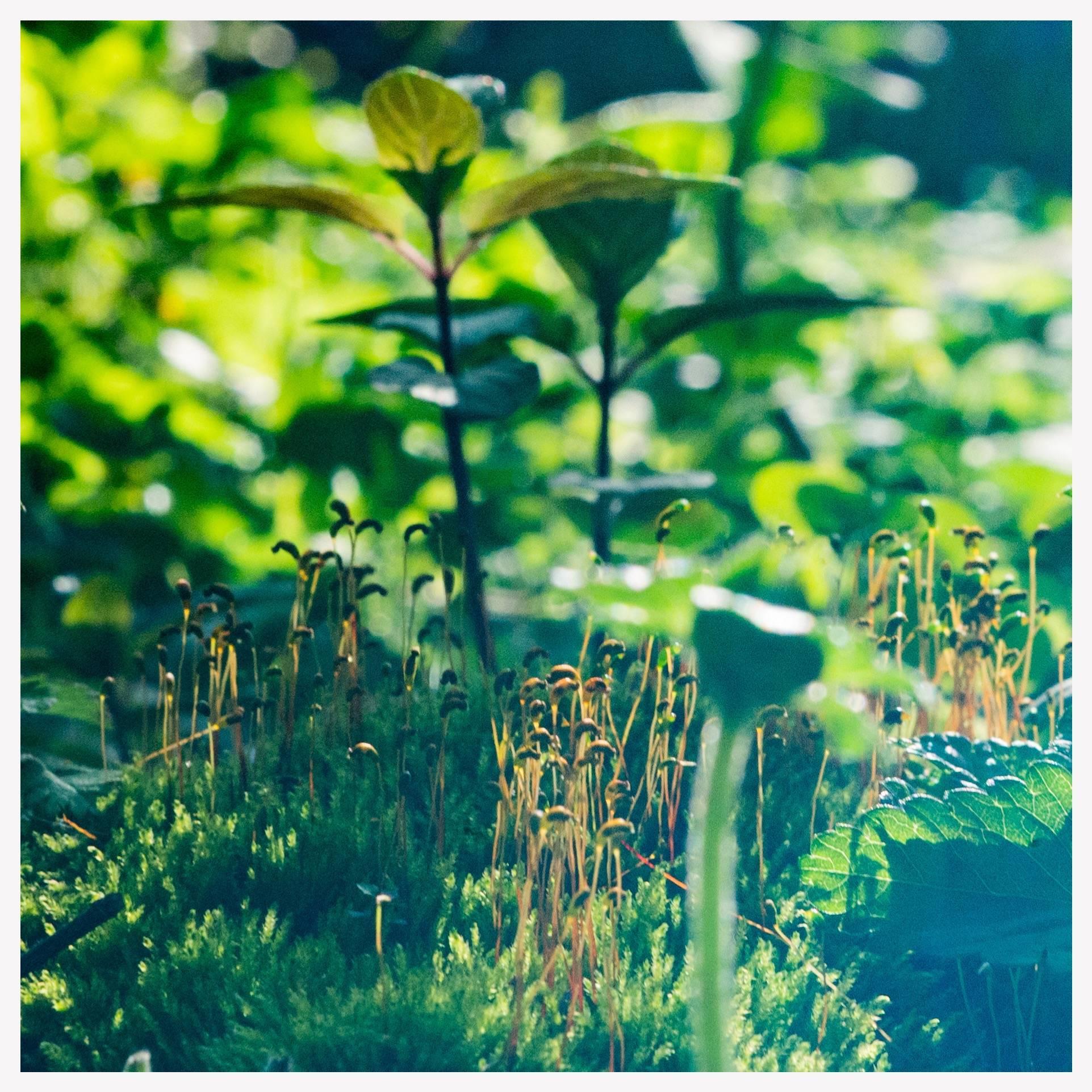 chicago’s motto: urbs in horto or “city in a garden”  humboldt park