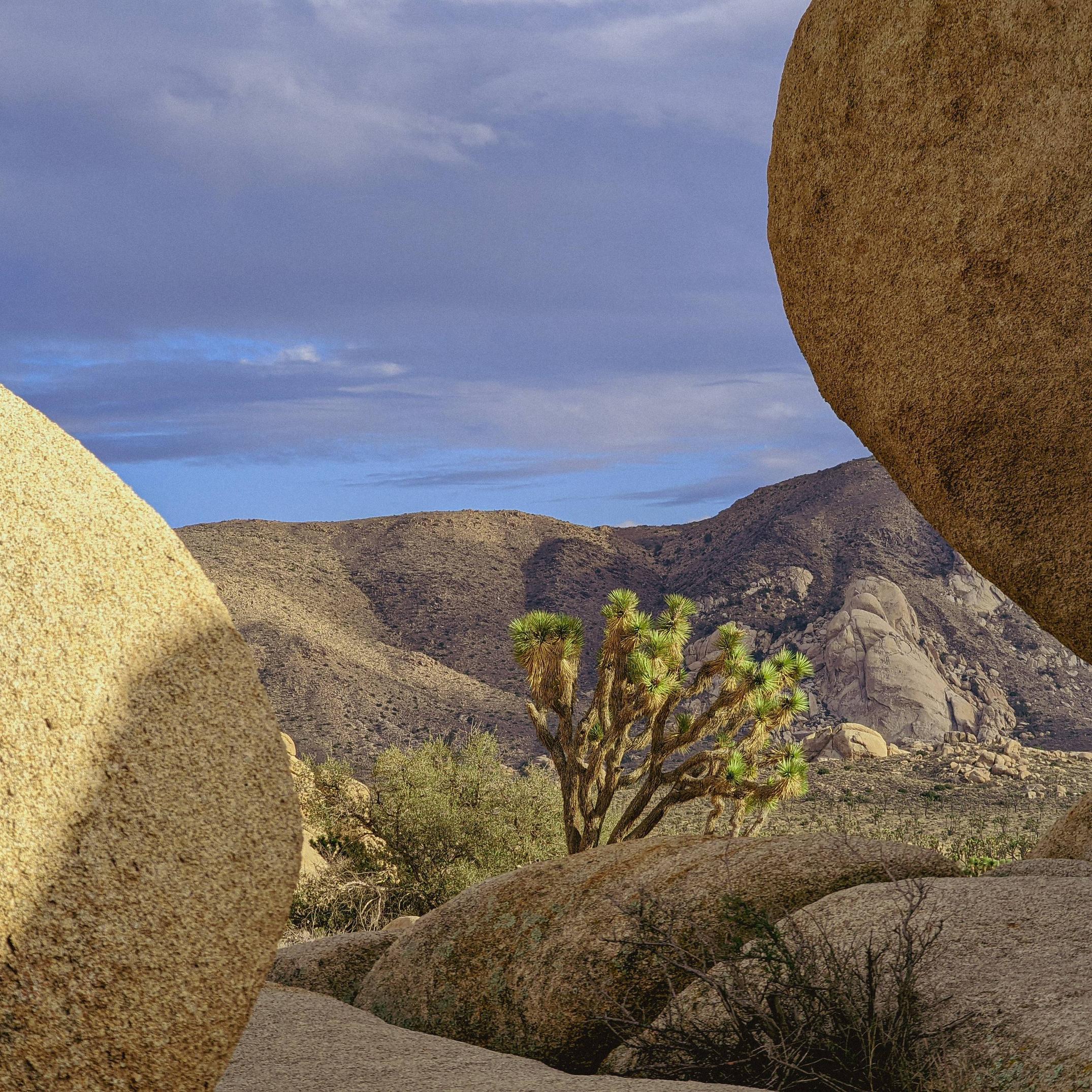 Joshua Tree National Park, CA