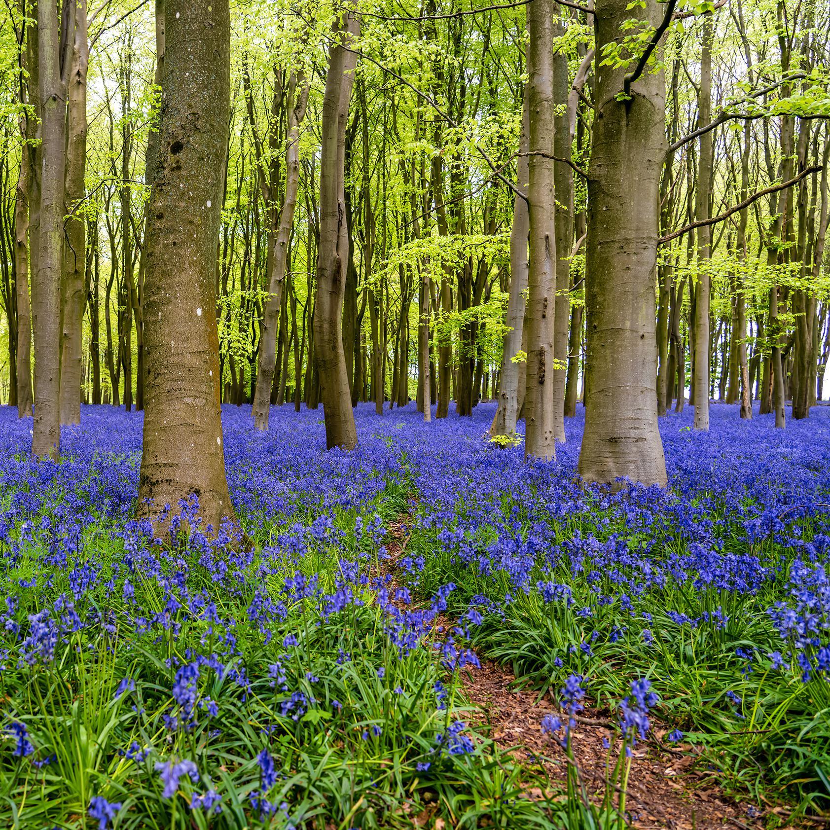 Bluebell Forest, Badbury Clumps, UK