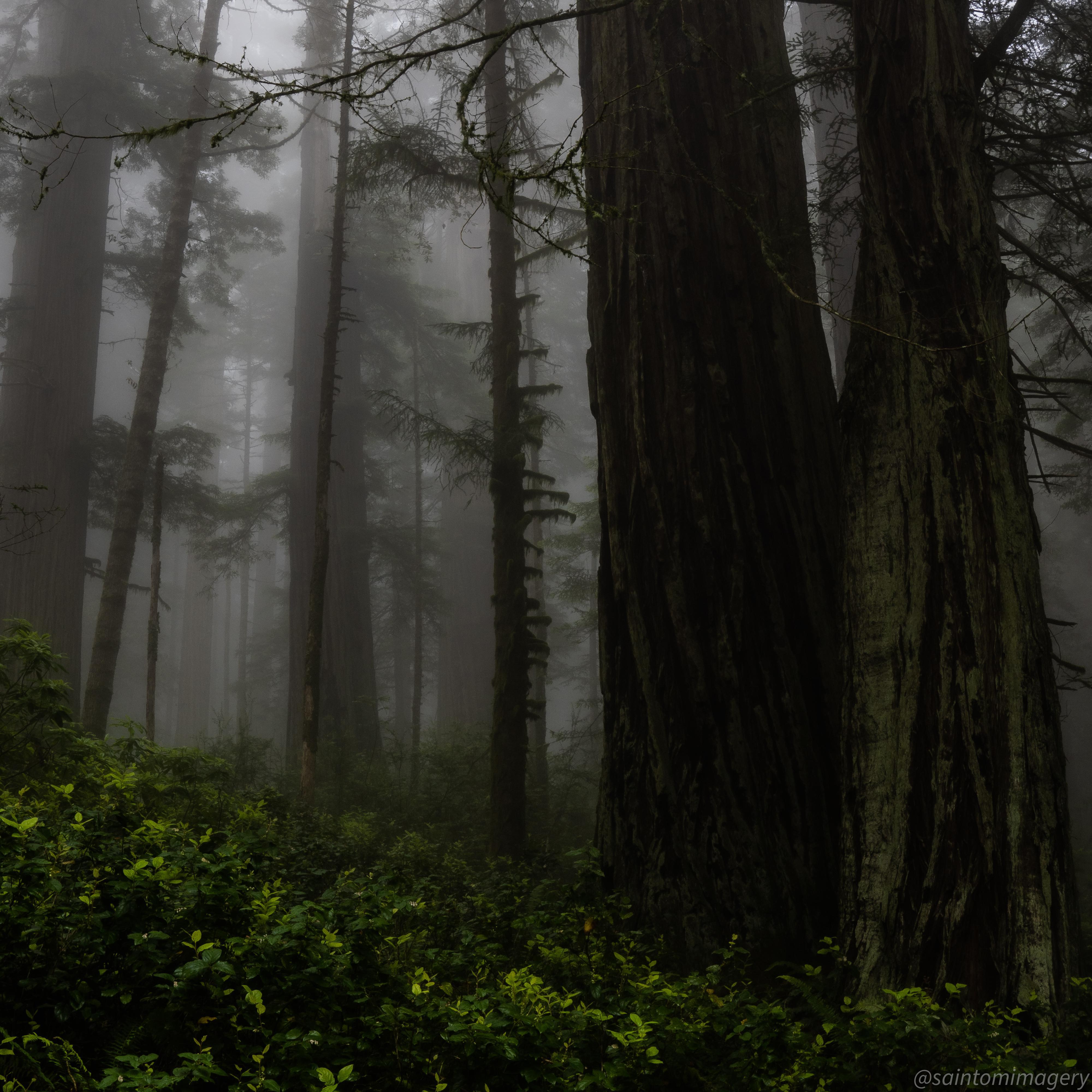 Redwoods in fog Crescent City CA