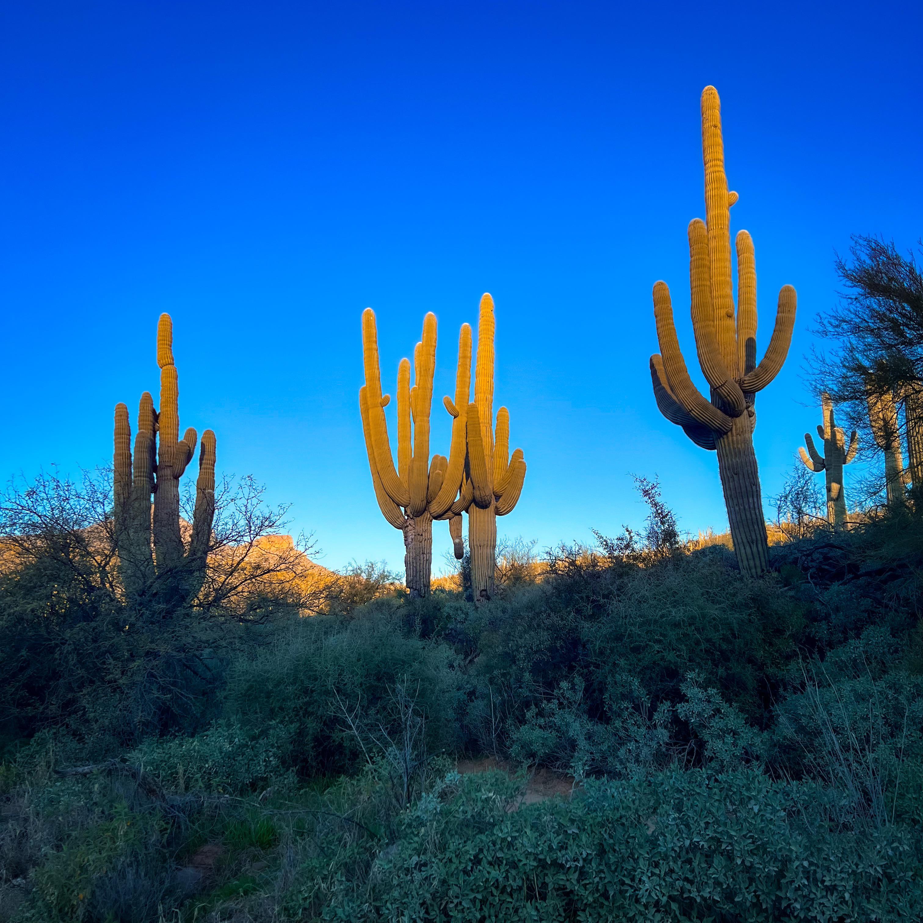 Morning rays over cacti in Cave Creek, Arizona