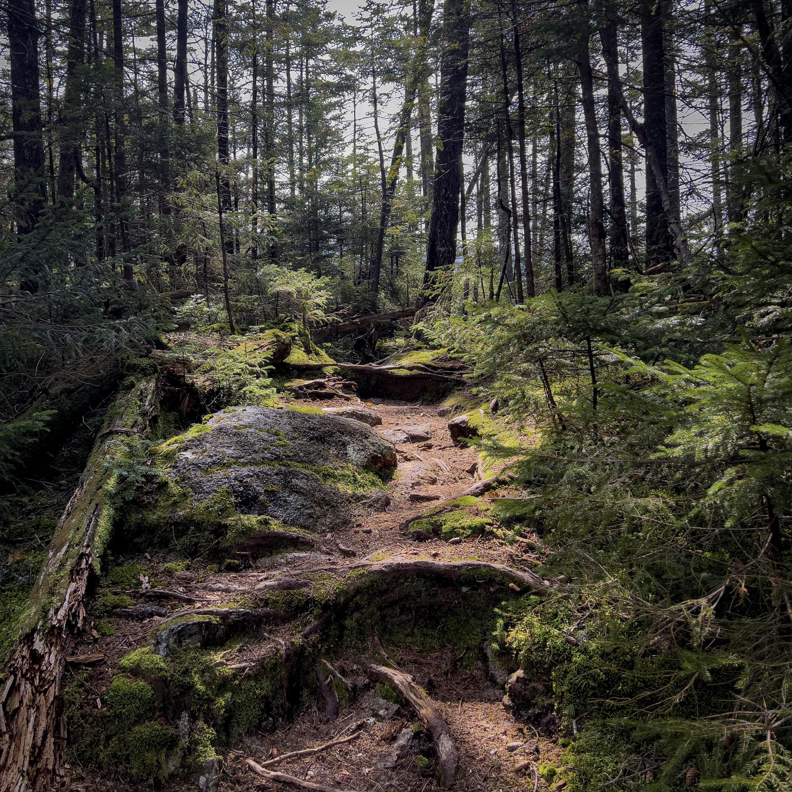 Light on the trail - White Mountains, New Hampshire
