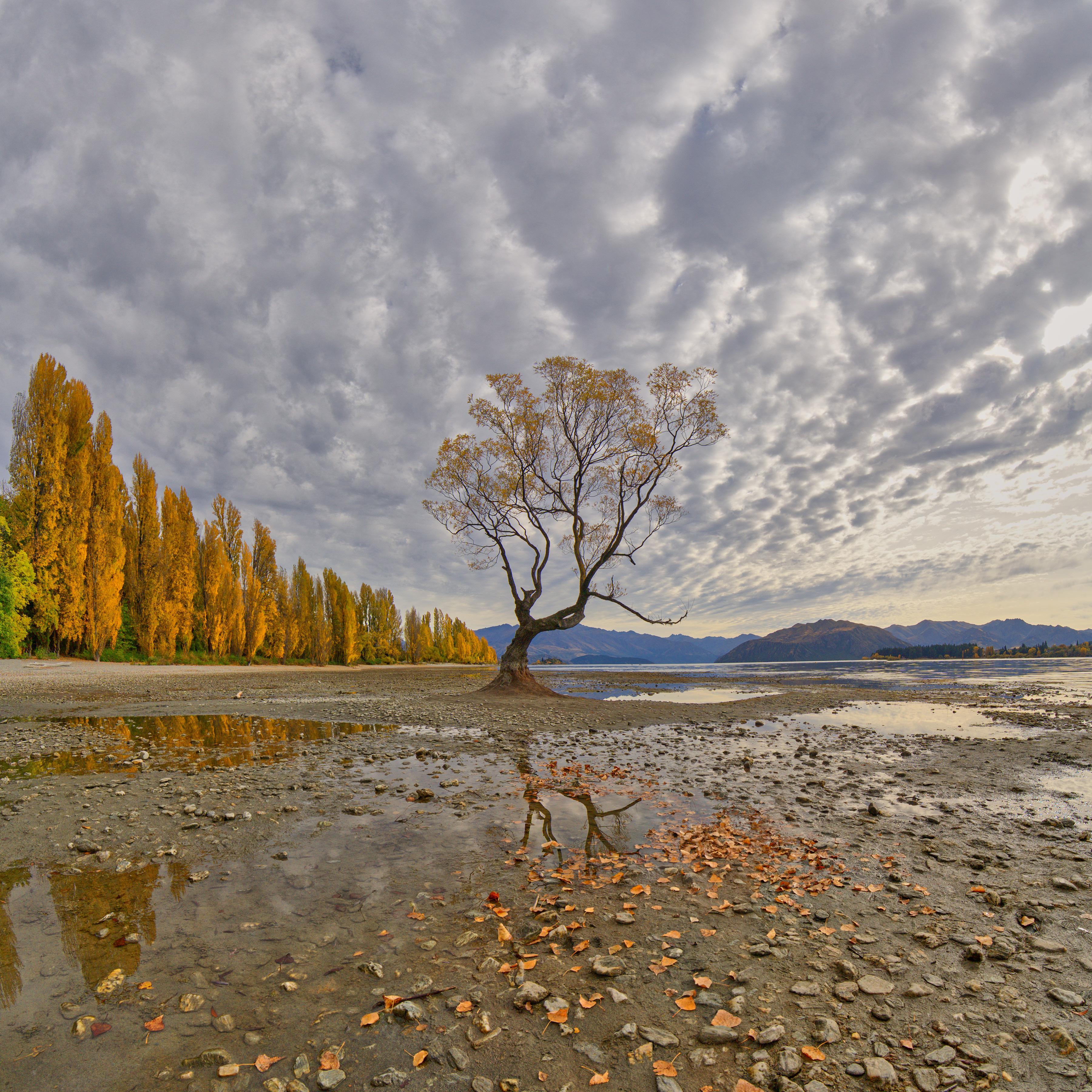 That Wanaka Tree - Central Otago, New Zealand