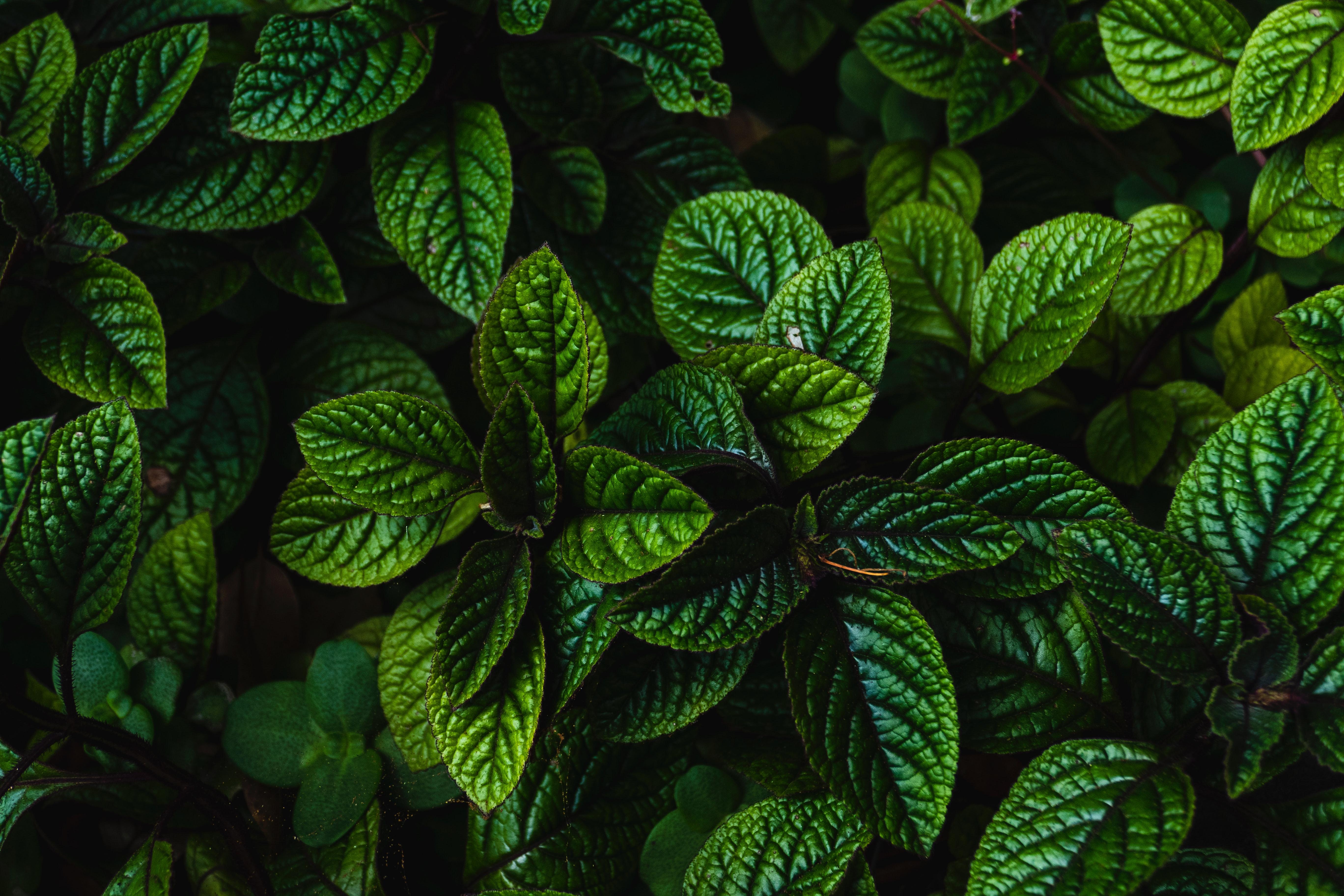 Wallpaper image