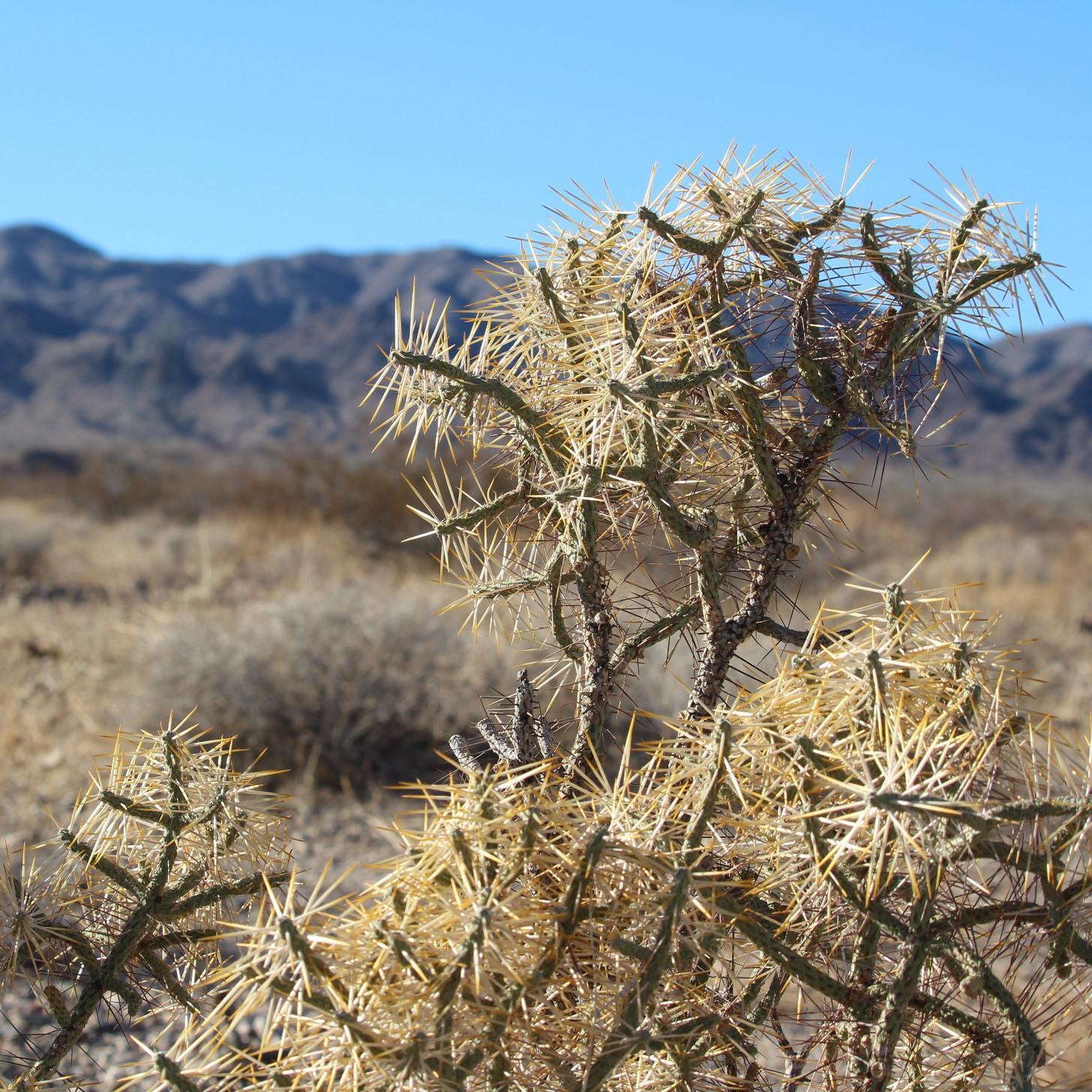 Mojave Desert, California