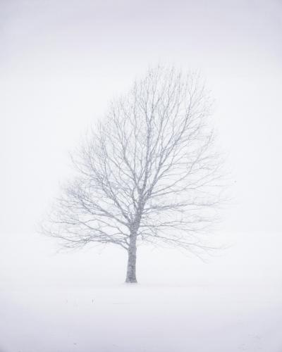 Winter Whiteout in Hemlock, NY