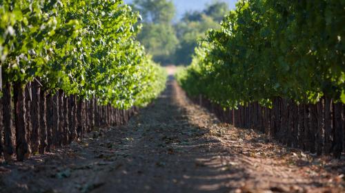 Grape fields