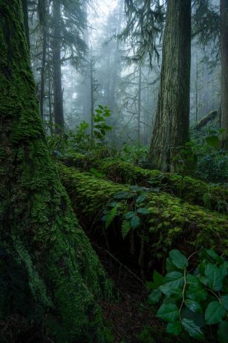 Foggy days in Vancouver's temperate rainforest