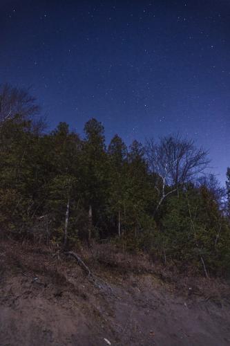 Stars over a forest of white cedar, Wisconsin