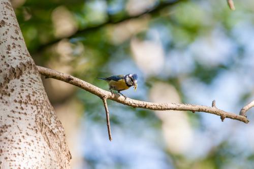 The little bird is sitting on a tree branch with food in its mouth