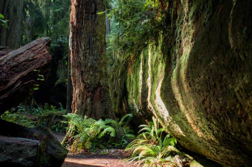 Amongst the giants in Redwood National Park, California