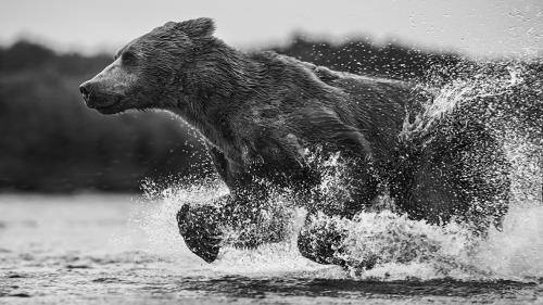 Bear Run Water Splash!