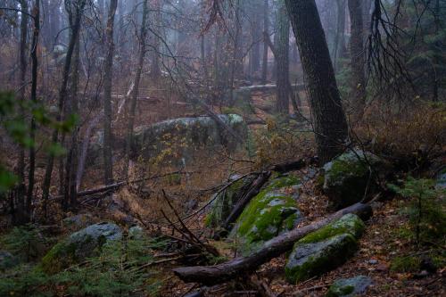 Rainy Day in the Pinal Mountains, Arizona