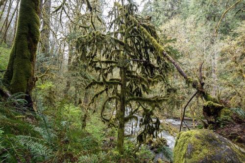 Love moss covered trees. West central Oregon
