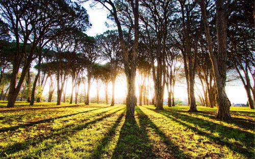 Long Shadows